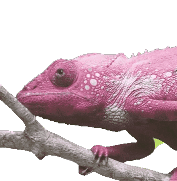 A pink chameleon on a branch